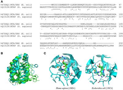 Interference With Quorum-Sensing Signal Biosynthesis as a Promising Therapeutic Strategy Against Multidrug-Resistant Pathogens